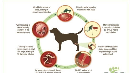 Cheyletiella clearance mange in dogs